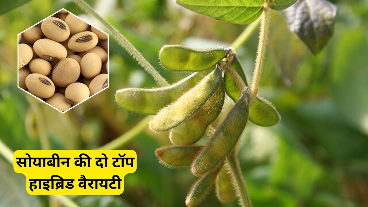 मध्य प्रदेश के किसानों के लिए सोयाबीन की दो टॉप हाइब्रिड वैरायटी, पाएं 12 क्विंटल तक उपज