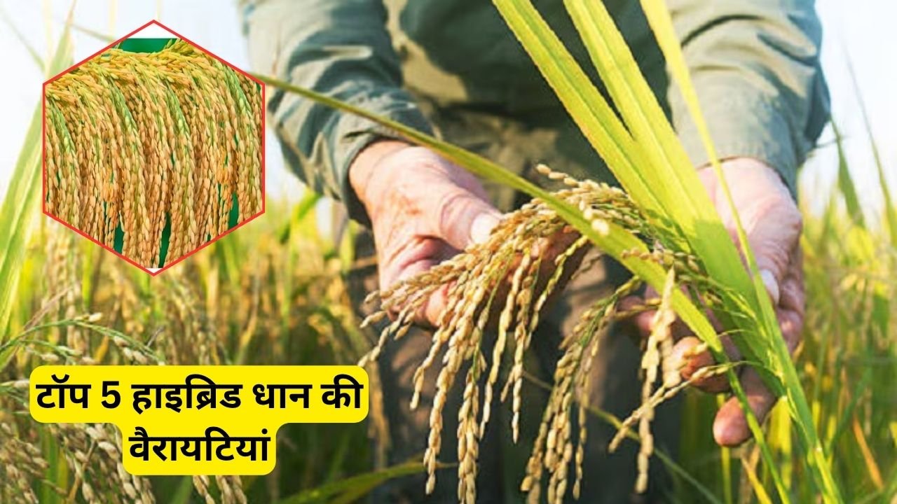 2025 की टॉप 5 हाइब्रिड धान की वैरायटियां: कम लागत, कम पानी और रिकॉर्ड तोड़ उत्पादन के लिए किसानों की पहली पसंद