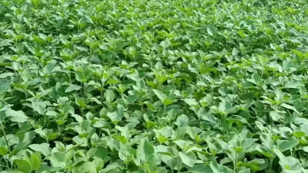 इस औषधीय खेती से कमाएं 1.5 लाख प्रति एकड़, अश्वगंधा की खेती ऐसे बना सकती है किसान को करोड़पति