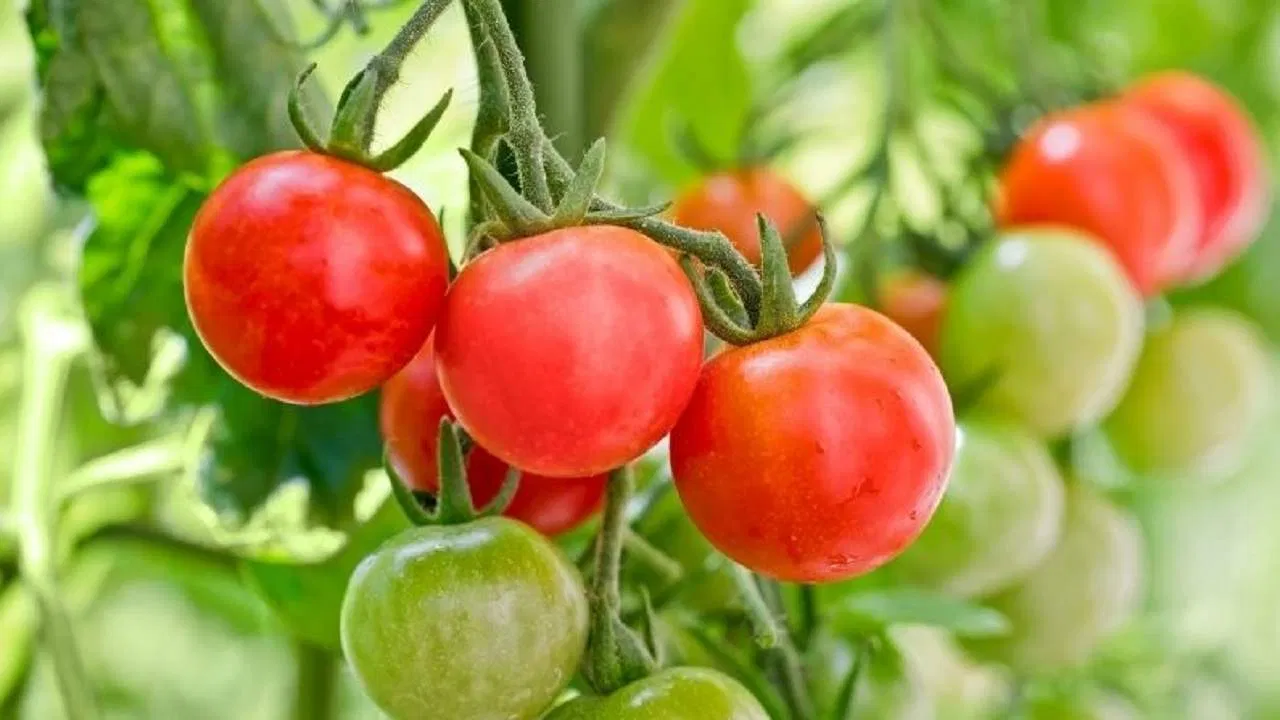 Tomato-farming सिर्फ 5 फसलें लगाइए और इस बारिश में कमाइए ₹5 लाख तक, जानिए सबसे फायदेमंद खेती और इंटरक्रॉपिंग का तरीका