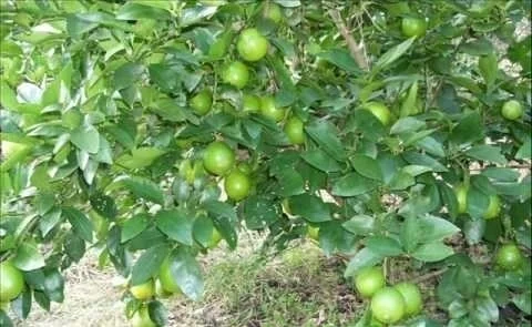 मानसून में लगाइए ये 10 पेड़ और अगले 10 साल तक कमाइए करोड़ों रुपये, किसान भाई जानें पूरा प्लान