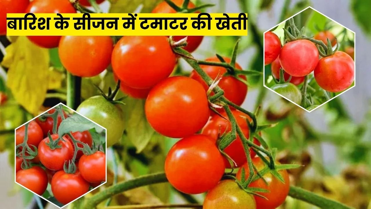 बारिश के सीजन में टमाटर की खेती से कमाएं ₹3 लाख प्रति एकड़, जानिए पूरी वैज्ञानिक विधि