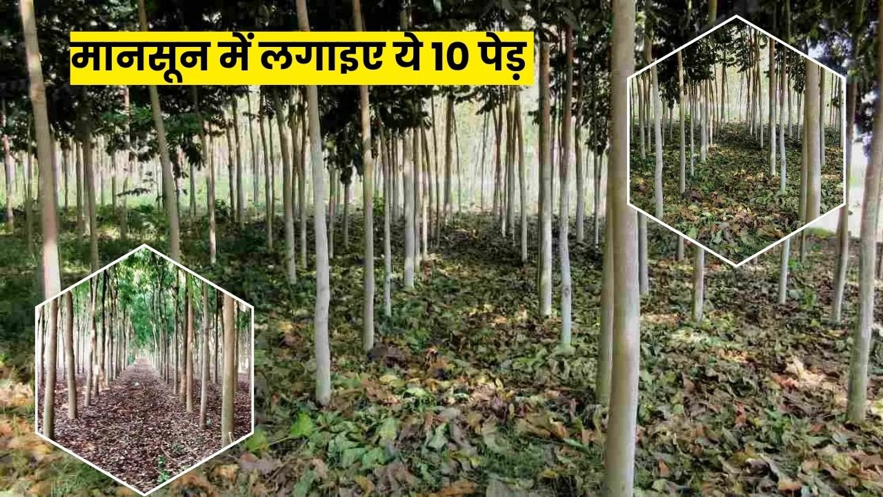 मानसून में लगाइए ये 10 पेड़ और अगले 10 साल तक कमाइए करोड़ों रुपये, किसान भाई जानें पूरा प्लान