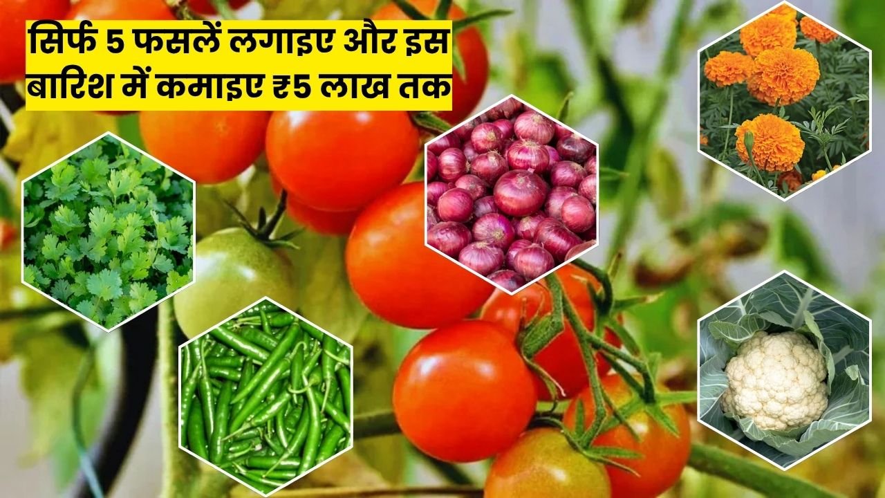 सिर्फ 5 फसलें लगाइए और इस बारिश में कमाइए ₹5 लाख तक, जानिए सबसे फायदेमंद खेती और इंटरक्रॉपिंग का तरीका