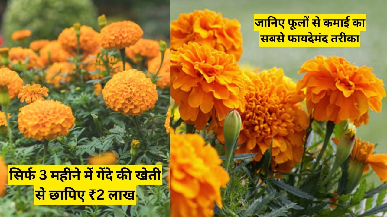 सिर्फ 3 महीने में गेंदे की खेती से छापिए ₹2 लाख, जानिए फूलों से कमाई का सबसे फायदेमंद तरीका