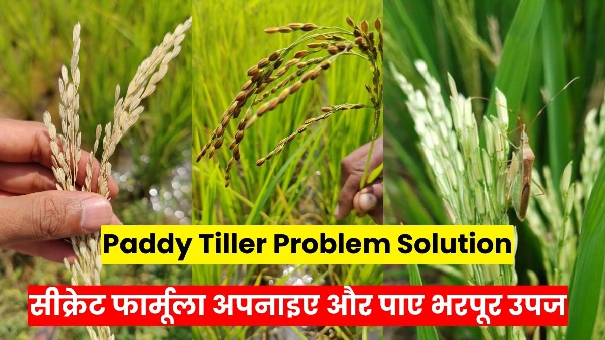 Paddy Tiller Problem Solution: धान की फसल में नहीं आ रहे कले? किसान भाइयों यह सीक्रेट फार्मूला अपनाइए और पाए भरपूर उपज