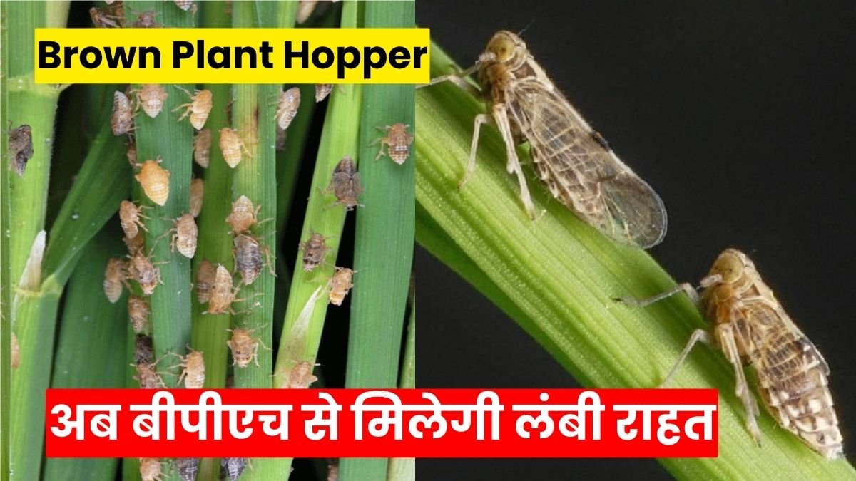Brown Plant Hopper (BPH) के लिए सिर्फ एक दबा, अब बीपीएच से मिलेगी लंबी राहत, जानिए कैसे काम करता है कोबी कीटनाशक