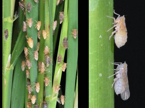 Brown Plant Hopper (BPH) के लिए सिर्फ एक दबा, अब बीपीएच से मिलेगी लंबी राहत, जानिए कैसे काम करता है कोबी कीटनाशक Brown Plant Hopper (BPH) के लिए सिर्फ एक दबा, अब बीपीएच से मिलेगी लंबी राहत, जानिए कैसे काम करता है कोबी कीटनाशक