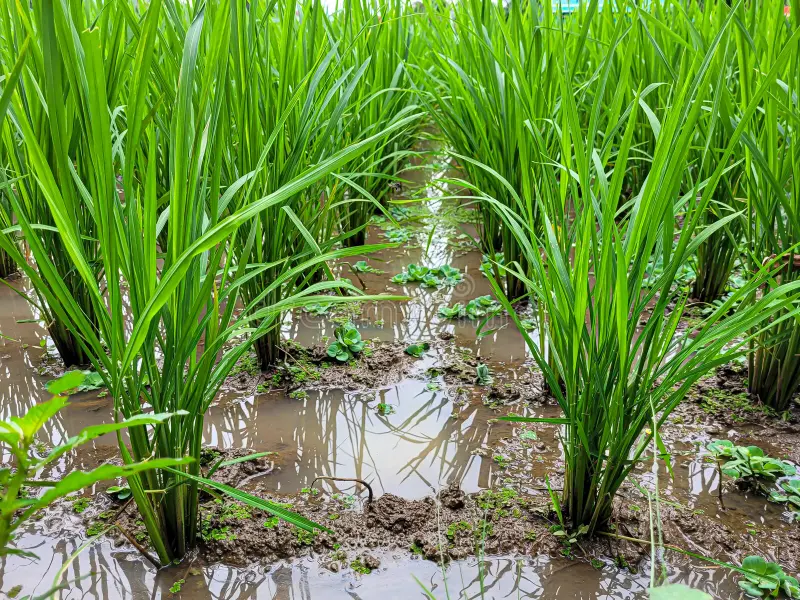 Paddy Tiller Problem Solution: धान की फसल में नहीं आ रहे कले? किसान भाइयों यह सीक्रेट फार्मूला अपनाइए और पाए भरपूर उपज