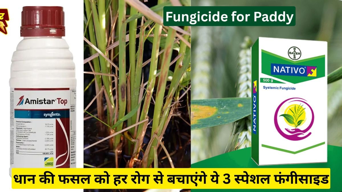 Fungicide for Paddy: धान की फसल को हर रोग से बचाएंगे ये 3 स्पेशल फंगीसाइड, बढ़ेगी पैदावार और चमकेगा दाना