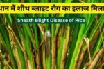 Sheath Blight Disease of Rice: धान में शीथ ब्लाइट रोग का इलाज मिला, जानिए कौन-सी दवा है सबसे असरदार
