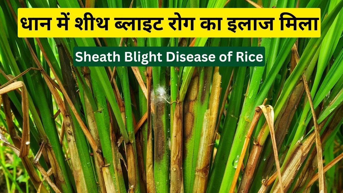 Sheath Blight Disease of Rice: धान में शीथ ब्लाइट रोग का इलाज मिला, जानिए कौन-सी दवा है सबसे असरदार