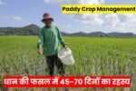 Paddy Crop Management: धान की फसल में 45-70 दिनों का रहस्य, यही समय आपकी मेहनत को सोने में बदल देता है