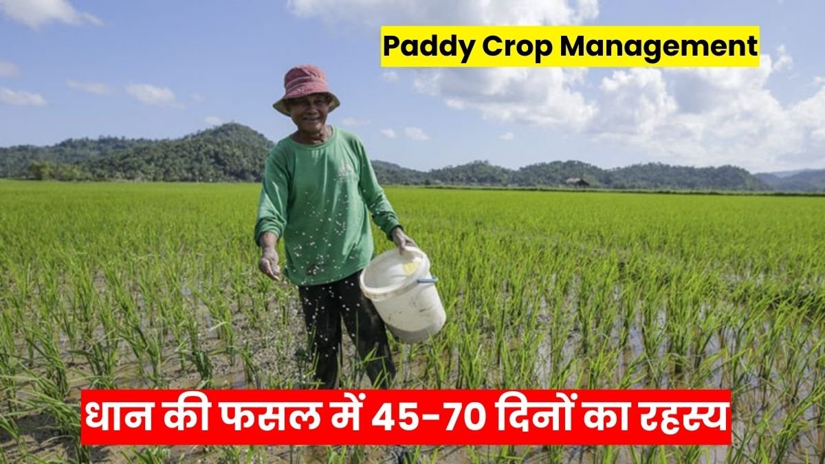 Paddy Crop Management: धान की फसल में 45-70 दिनों का रहस्य, यही समय आपकी मेहनत को सोने में बदल देता है