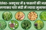 सितंबर-अक्टूबर में 8 फसलों की नर्सरी लगाकर पाएं मंडी में ज्यादा मुनाफा, September October Me Konsi Sabji Lagaye