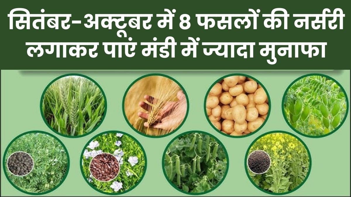 सितंबर-अक्टूबर में 8 फसलों की नर्सरी लगाकर पाएं मंडी में ज्यादा मुनाफा, September October Me Konsi Sabji Lagaye
