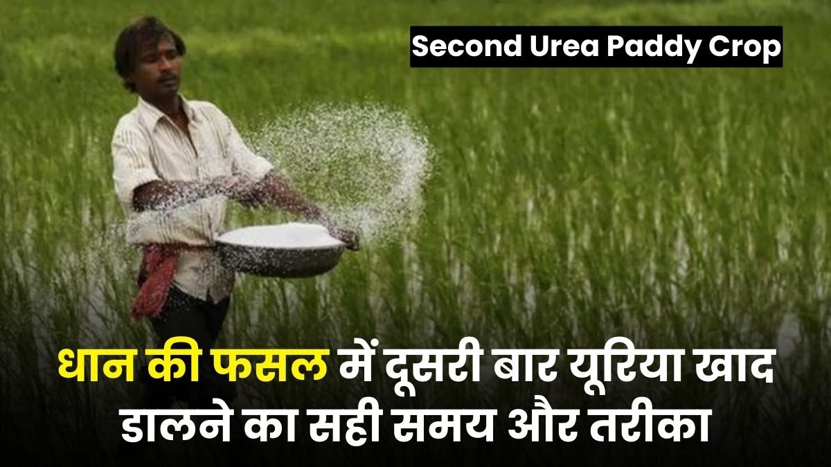 Second Urea Paddy Crop: धान की फसल में दूसरी बार यूरिया खाद डालने का सही समय और तरीका जानकर चौंक जाएंगे किसान
