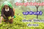 रोपण कृषि किसे कहते है, कहां की जाती है, परिभाषा, विशेषताएं और महत्व (Ropan Krishi Kise Kahate Hain)