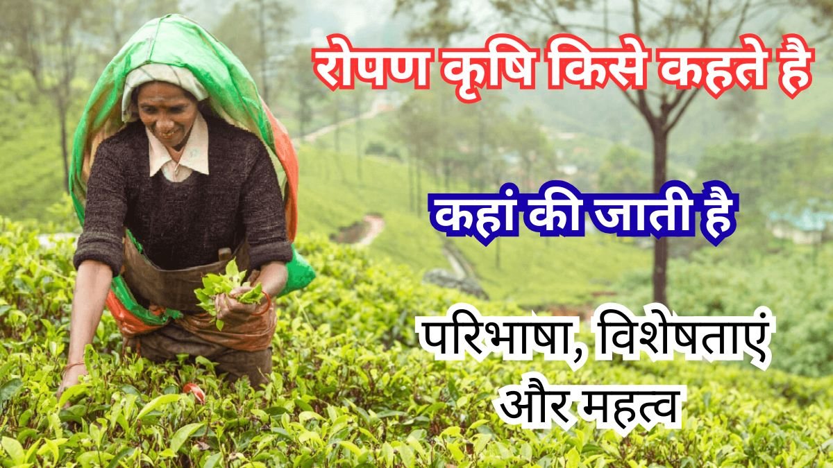 रोपण कृषि किसे कहते है, कहां की जाती है, परिभाषा, विशेषताएं और महत्व (Ropan Krishi Kise Kahate Hain)