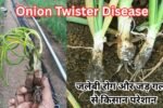 Onion Twister Disease: प्याज की फसल पर दोहरा संकट, जलेबी रोग और जड़ गलन से किसान परेशान, जानिए बचाव के असरदार उपाय