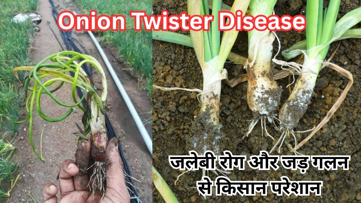 Onion Twister Disease: प्याज की फसल पर दोहरा संकट, जलेबी रोग और जड़ गलन से किसान परेशान, जानिए बचाव के असरदार उपाय