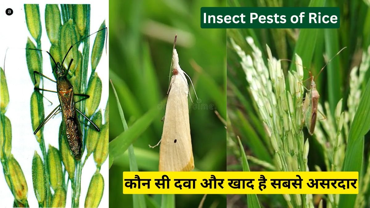 Insect Pests of Rice: धान की फसल पर हमला कर रहे ये दुश्मन, जानिए कौन सी दवा और खाद है सबसे असरदार