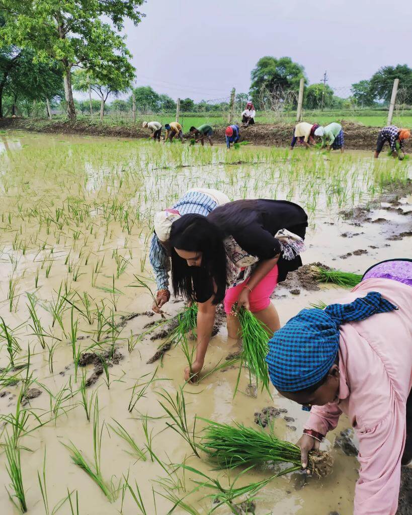 रोपण कृषि किसे कहते है, कहां की जाती है, परिभाषा, विशेषताएं और महत्व (Ropan Krishi Kise Kahate Hain)