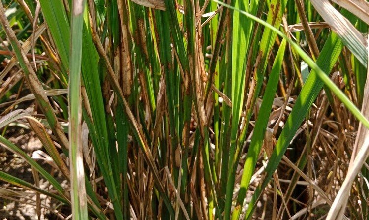 Sheath Blight Disease of Rice: धान में शीथ ब्लाइट रोग का इलाज मिला, जानिए कौन-सी दवा है सबसे असरदार