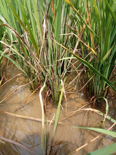 Blight Disease in Paddy: झुलसा रोग ने किसानों की नींद उड़ाई, इन दवाओं से मिलेगा 100% नियंत्रण
