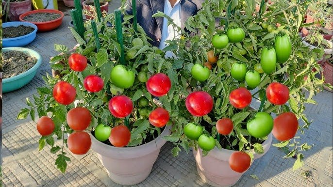 सितंबर-अक्टूबर में 8 फसलों की नर्सरी लगाकर पाएं मंडी में ज्यादा मुनाफा, September October Me Konsi Sabji Lagaye