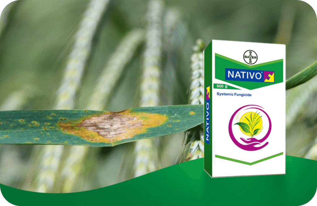 Fungicide for Paddy: धान की फसल को हर रोग से बचाएंगे ये 3 स्पेशल फंगीसाइड, बढ़ेगी पैदावार और चमकेगा दाना