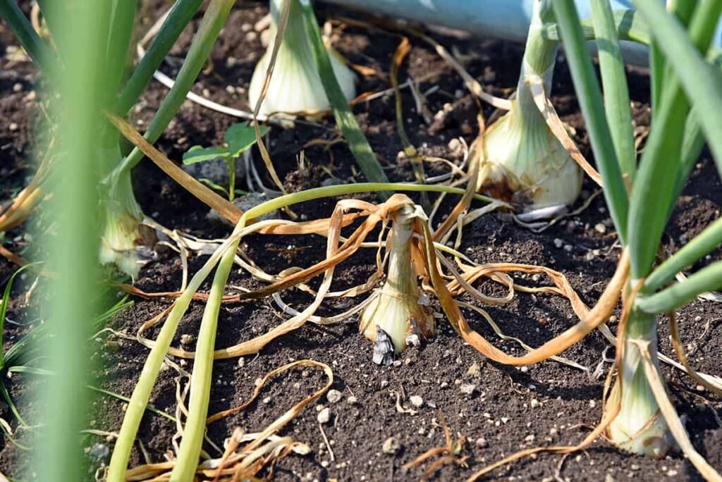 Onion Twister Disease: प्याज की फसल पर दोहरा संकट, जलेबी रोग और जड़ गलन से किसान परेशान, जानिए बचाव के असरदार उपाय