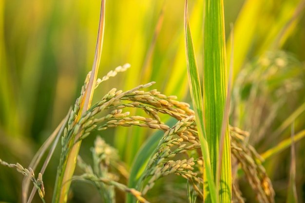 Paddy Crop Management: धान की फसल में 45-70 दिनों का रहस्य, यही समय आपकी मेहनत को सोने में बदल देता है Paddy Crop Management: धान की फसल में 45-70 दिनों का रहस्य, यही समय आपकी मेहनत को सोने में बदल देता है