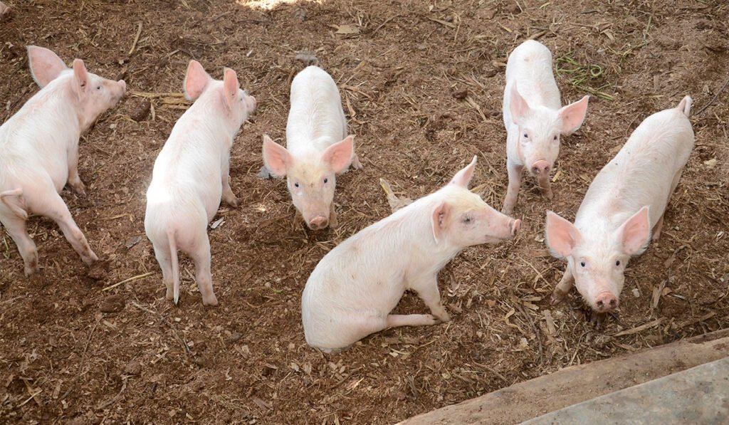 NLM Pig Farming Scheme 2025: एनएलएम सूअर पालन योजना, कम मेहनत में ज्यादा आय, सरकारी सब्सिडी का फायदा NLM Pig Farming Scheme 2025: एनएलएम सूअर पालन योजना, कम मेहनत में ज्यादा आय, सरकारी सब्सिडी का फायदा
