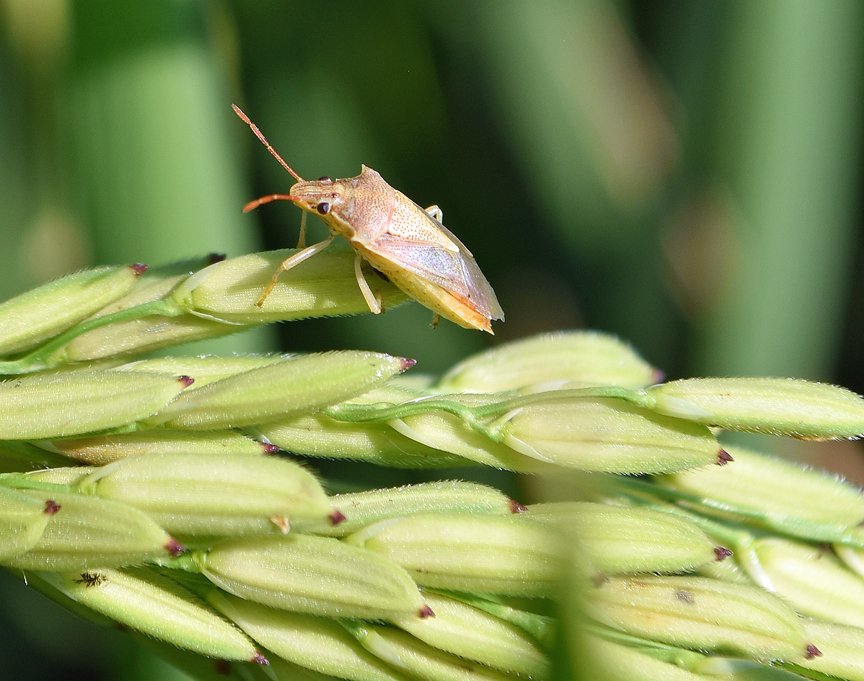 Insect Pests of Rice: धान की फसल पर हमला कर रहे ये दुश्मन, जानिए कौन सी दवा और खाद है सबसे असरदार
