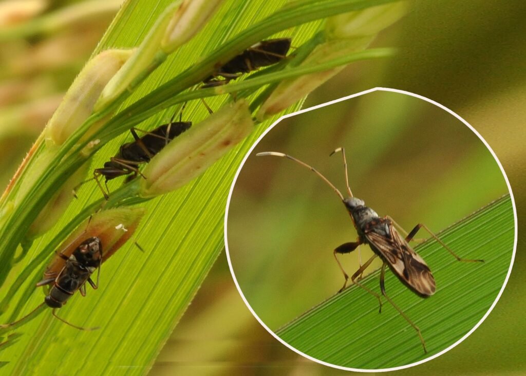 <blockquote class="twitter-tweet"><p lang="en" dir="ltr">Developing rice varieties that are heat and saltwater tolerant and can withstand disease and insect pests is a primary goal of the CRISP rice project. <a href="https://t.co/mxSPotma3H">pic.twitter.com/mxSPotma3H</a></p>— LSU AgCenter (@LSUAgCenter) <a href="https://twitter.com/LSUAgCenter/status/1797985656850784766?ref_src=twsrc%5Etfw">June 4, 2024</a></blockquote> <script async src="https://platform.twitter.com/widgets.js" charset="utf-8"></script>