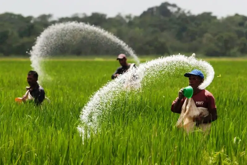 Second Urea Paddy Crop: धान की फसल में दूसरी बार यूरिया खाद डालने का सही समय और तरीका जानकर चौंक जाएंगे किसान Second Urea Paddy Crop: धान की फसल में दूसरी बार यूरिया खाद डालने का सही समय और तरीका जानकर चौंक जाएंगे किसान