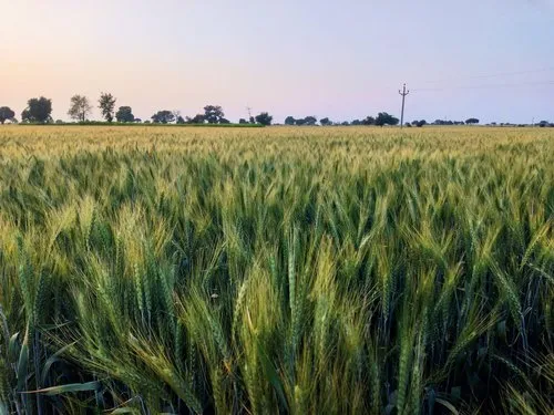 HD 3385 Wheat Variety: गर्मी और रोग से सुरक्षित, एचडी 3385 गेहूं की नई किस्म से बढ़ाएँ मुनाफा HD 3385 Wheat Variety: गर्मी और रोग से सुरक्षित, एचडी 3385 गेहूं की नई किस्म से बढ़ाएँ मुनाफा