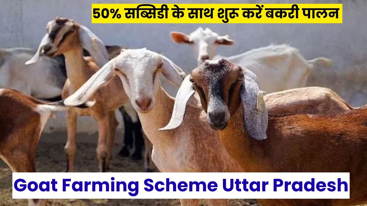 Goat Farming Scheme Uttar Pradesh: यूपी सरकार दे रही है ₹1 करोड़ तक का लोन, 50% सब्सिडी के साथ शुरू करें बकरी पालन का बिजनेस