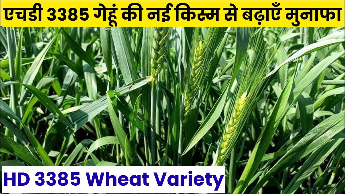 HD 3385 Wheat Variety: गर्मी और रोग से सुरक्षित, एचडी 3385 गेहूं की नई किस्म से बढ़ाएँ मुनाफा