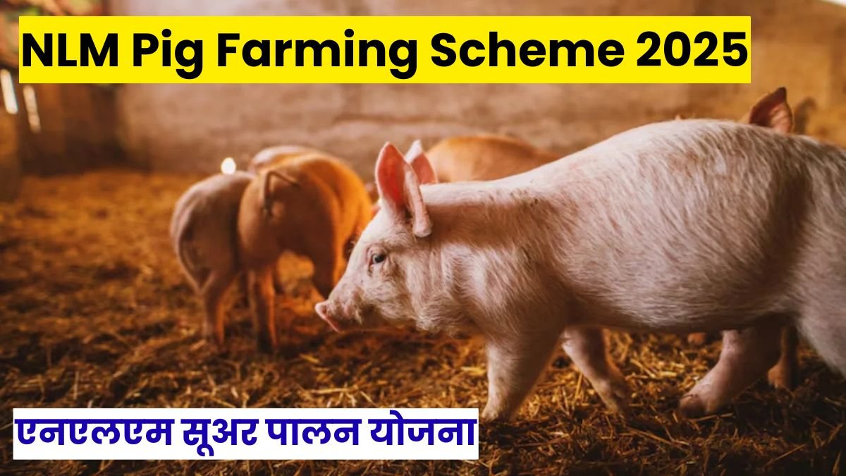 NLM Pig Farming Scheme 2025: एनएलएम सूअर पालन योजना, कम मेहनत में ज्यादा आय, सरकारी सब्सिडी का फायदा