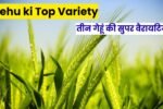 Gehu ki Top Variety: बेहतर पैदावार के लिए 2025 में उगाएँ ये तीन गेहूं की सुपर वैरायटियां