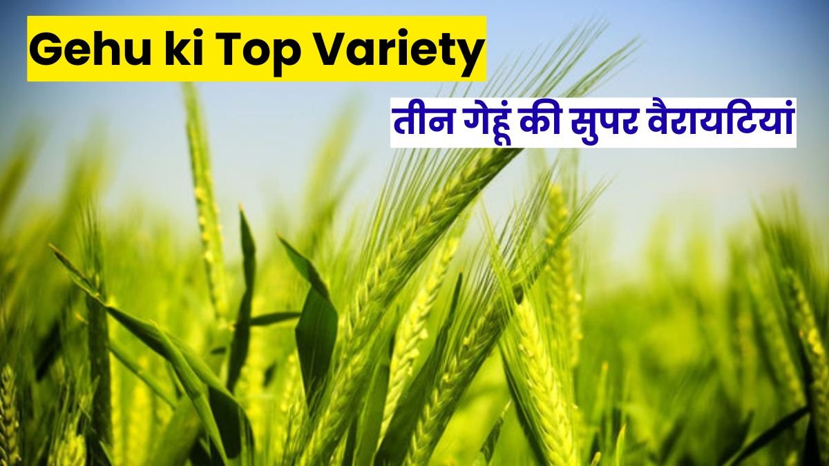 Gehu ki Top Variety: बेहतर पैदावार के लिए 2025 में उगाएँ ये तीन गेहूं की सुपर वैरायटियां