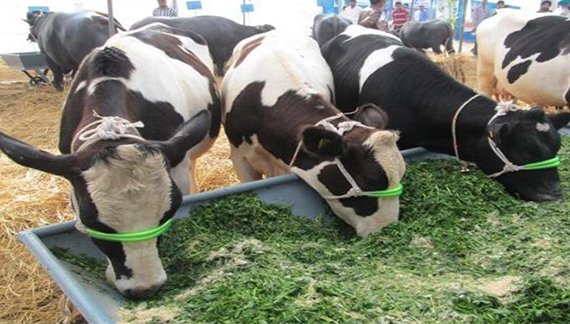 Top Farming Business Ideas: खेती से नहीं हो रही कमाई? ये 10 बिजनेस आइडियाज बदल देंगे आपकी किस्मत Top Farming Business Ideas: खेती से नहीं हो रही कमाई? ये 10 बिजनेस आइडियाज बदल देंगे आपकी किस्मत