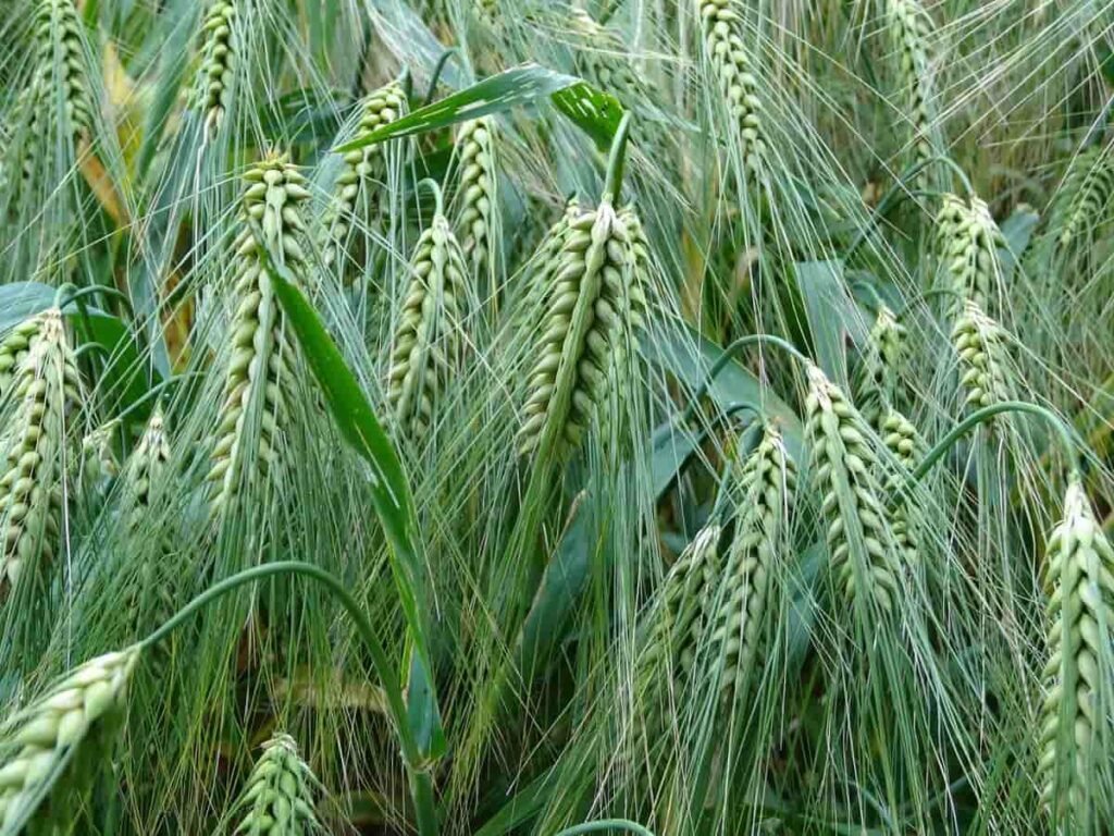Wheat Varieties: किसानों के लिए गेम चेंजर, ये 5 उन्नत गेहूं की किस्में आपकी आमदनी दोगुना कर सकती हैं Wheat Varieties: किसानों के लिए गेम चेंजर, ये 5 उन्नत गेहूं की किस्में आपकी आमदनी दोगुना कर सकती हैं