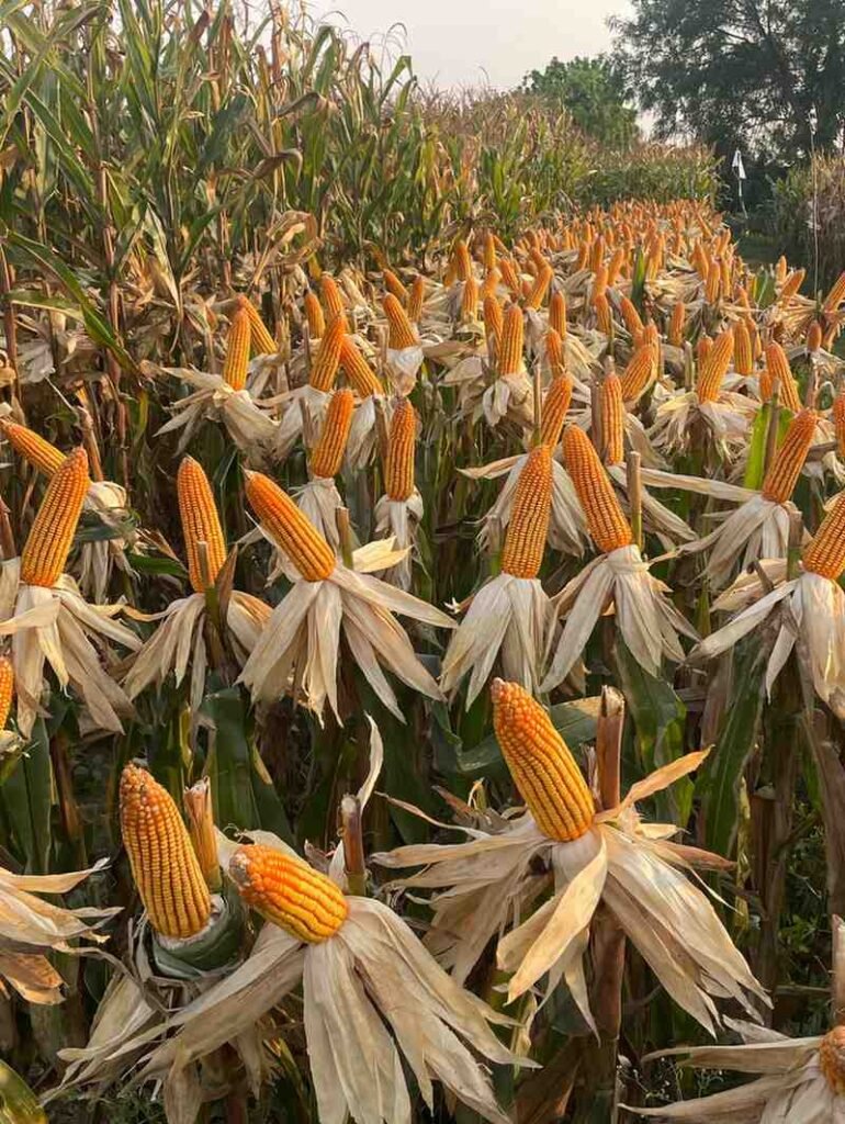 Laxmi Dada G Hybrid Makka: उपज इतनी कि खुद किसान भी चौंक जाएं, लक्ष्मी 8414 दादा G बनेगा रबी सीजन का बादशाह Laxmi Dada G Hybrid Makka: उपज इतनी कि खुद किसान भी चौंक जाएं, लक्ष्मी 8414 दादा G बनेगा रबी सीजन का बादशाह