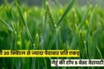 गेहूं की टॉप 5 बेस्ट वैरायटी जो 2025 में देंगी 30 क्विंटल से ज्यादा पैदावार प्रति एकड़, जानें पूरी जानकारी गेहूं की टॉप 5 बेस्ट वैरायटी जो 2025 में देंगी 30 क्विंटल से ज्यादा पैदावार प्रति एकड़, जानें पूरी जानकारी