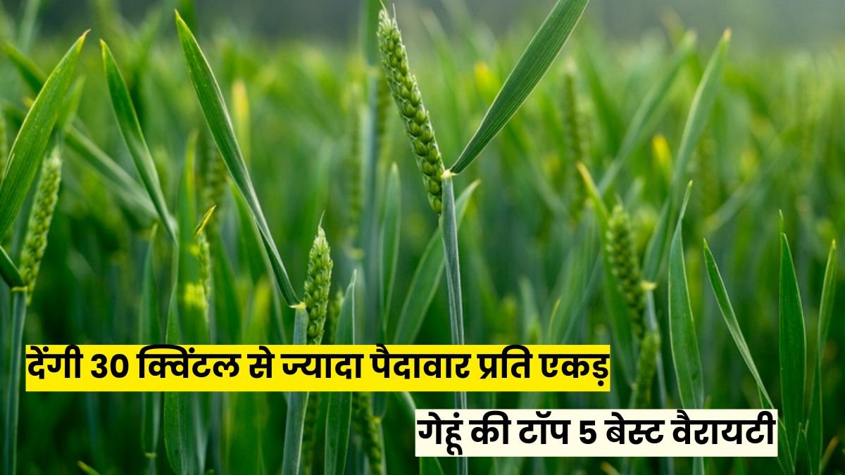 गेहूं की टॉप 5 बेस्ट वैरायटी जो 2025 में देंगी 30 क्विंटल से ज्यादा पैदावार प्रति एकड़, जानें पूरी जानकारी