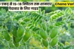 Chana Variety: चने की टॉप 5 बेस्ट वैरायटी, एक एकड़ से 15-18 क्विंटल तक शानदार पैदावार के लिए गाइड Chana Variety: चने की टॉप 5 बेस्ट वैरायटी, एक एकड़ से 15-18 क्विंटल तक शानदार पैदावार के लिए गाइड