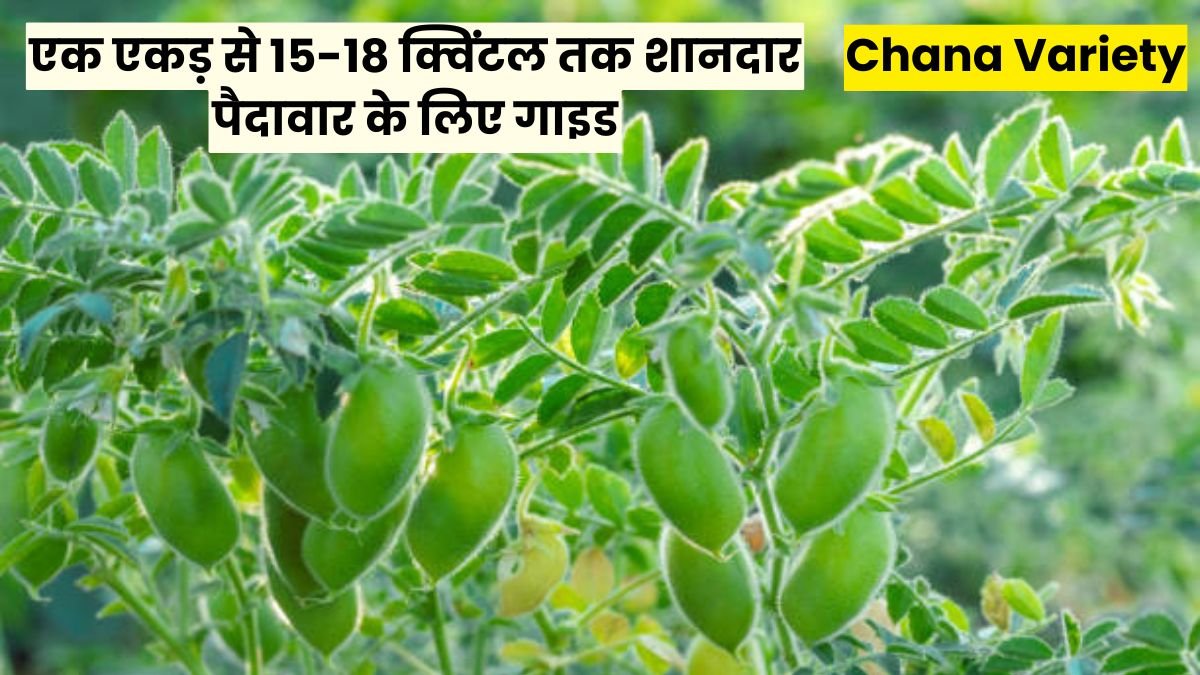 Chana Variety: चने की टॉप 5 बेस्ट वैरायटी, एक एकड़ से 15-18 क्विंटल तक शानदार पैदावार के लिए गाइड